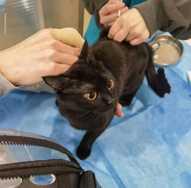 被“铲屎官”吐槽存诊疗争议,宠物医疗巨头瑞派宠物IPO背后AB面 被“铲屎官”吐槽存诊疗争议,宠物医疗巨头瑞派宠物IPO背后AB面