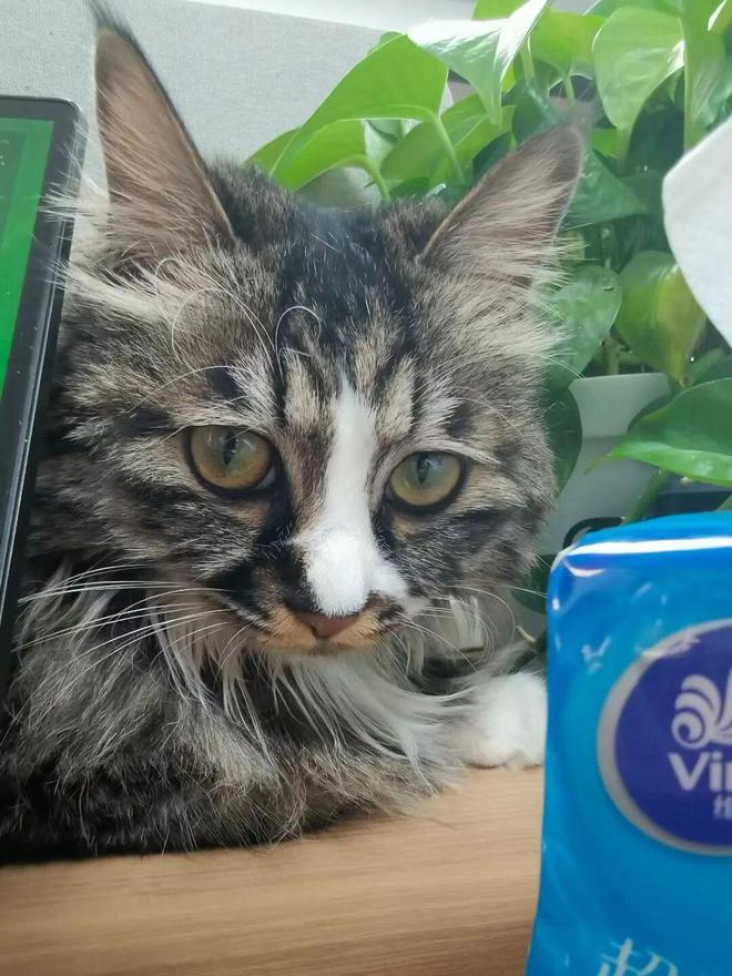 被“铲屎官”吐槽存诊疗争议,宠物医疗巨头瑞派宠物IPO背后AB面 被“铲屎官”吐槽存诊疗争议,宠物医疗巨头瑞派宠物IPO背后AB面